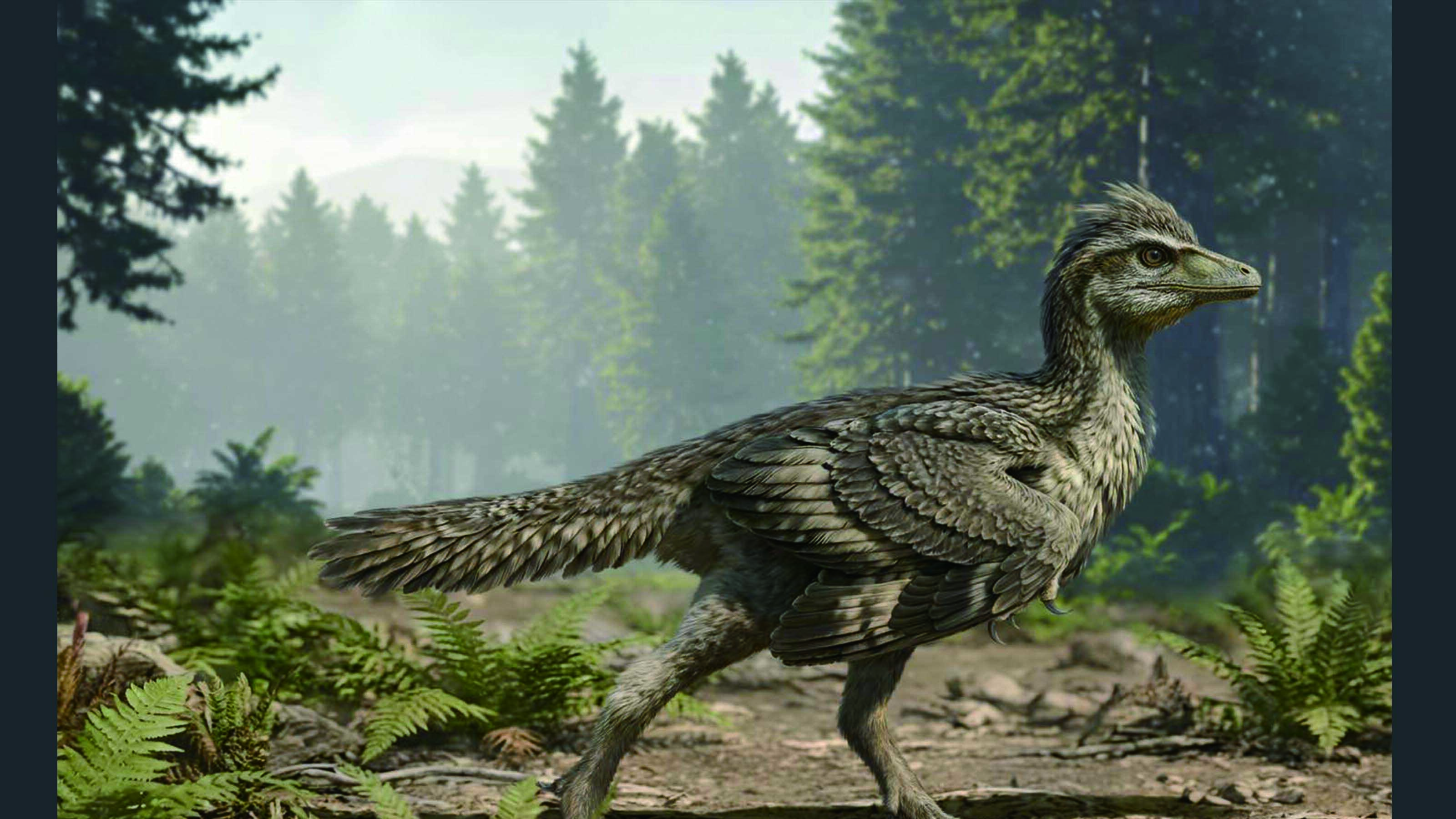 China Jurassic Pocket-Sized Bird Fills a Puzzle of the Evolution of Bird Tail