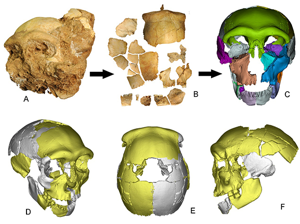 Superlungs' gave dinosaurs the energy to run and fight, Science