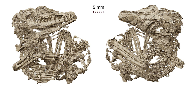 Fig. 1. The holotype of Origolestes lii in ventral (left) and dorsal (right) views (Rendered by Fangyuan Mao)..jpg