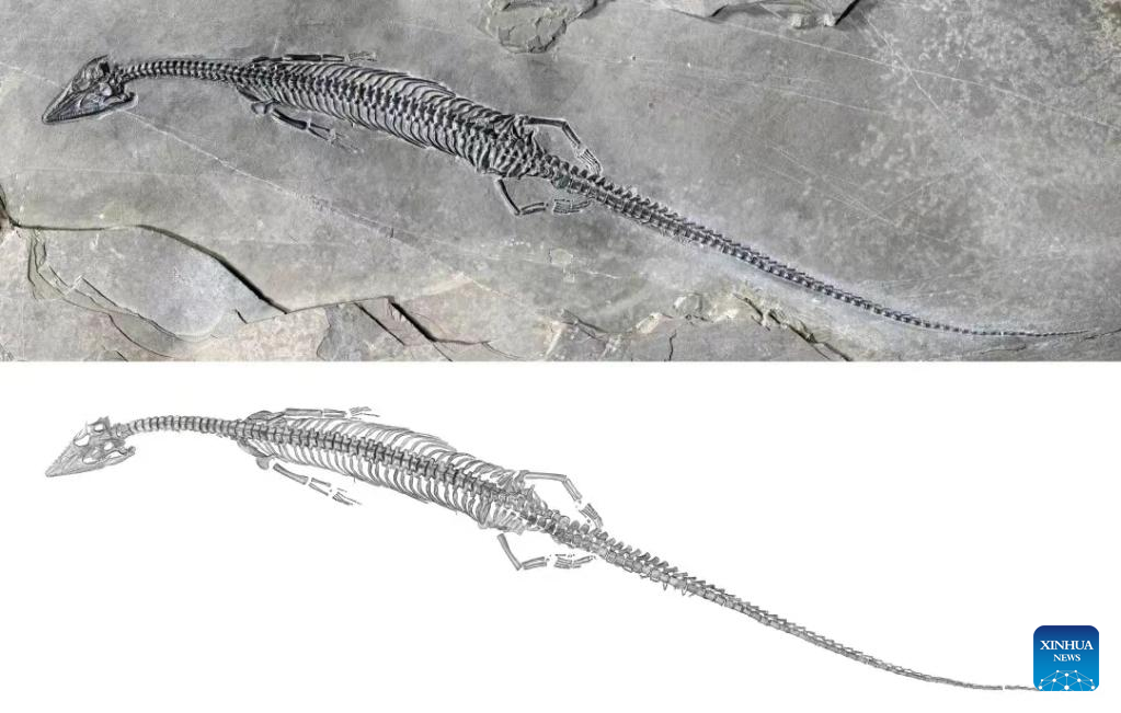 Xinhua：Chinese scientists find fossil of new marine reptile with 