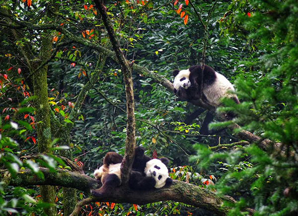 China Daily:Giant pandas ate bamboo as early as 7 million years ago, study says