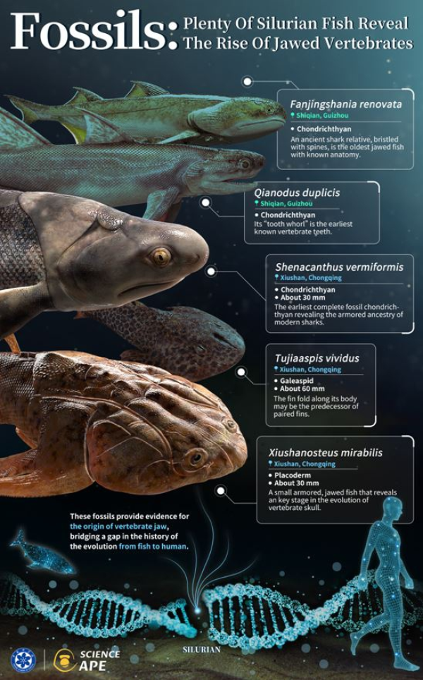 early vertebrates