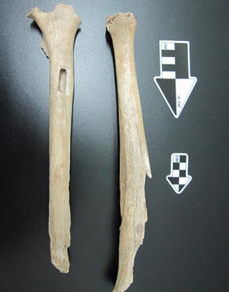 DNA from Tianyuan Cave man2.jpg