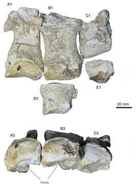 Podalic bones of Platybelodon danovi2.jpg