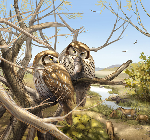 First Fossil of a Daytime Active Owl Found at the Edge of the Tibetan Plateau