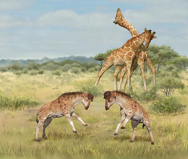 Strange Fossil Solves Giraffe Evolutionary Mystery