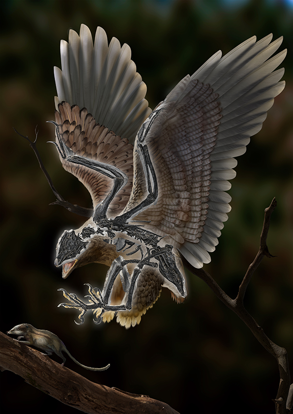 Bizarre Cretaceous Bird from China Shows Evolutionarily Decoupled Skull and Body