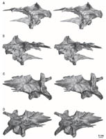 Scientists Reveal the Braincase Anatomy of the Late Cretaceous Tyrannosaurid Alioramus