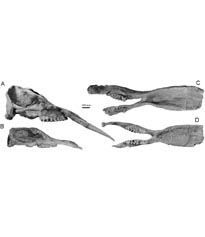 New advance on Platybelodon from the Linxia Basin of China
