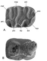 Earliest Known Microtoid Cricetid Found From the Junggar Basin of China