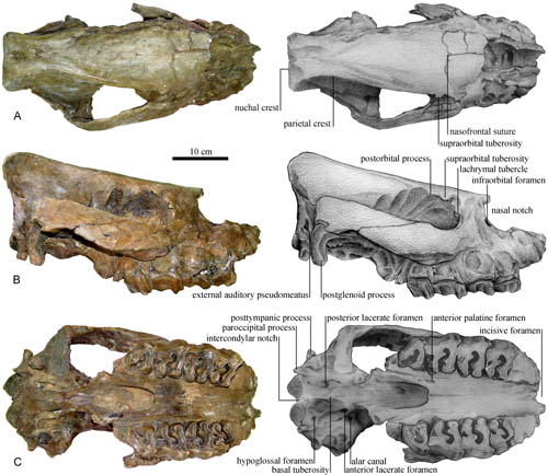 A New Species of the Hornless Rhino Found From the Late Miocene of Nakhon Ratchasima, Thailand