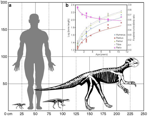 Study Shows ‘Parrot Dinosaur’ Switching from Four Feet to Two as It Grew