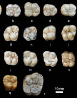Exploring Dental Enamel Thickness of Giant Ape by using High-resolution CT
