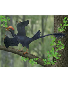 Early Cretaceous Bird With Unique “Two-tail” Plumage Found in China