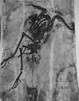 New Piscivorous Bird was Found from the Lower Cretaceous of Western Liaoning, China