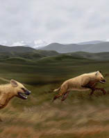 New Cursorial Hyena Found From the Late Cenozoic Zanda Basin of Tibetan Plateau