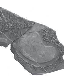 New Protorosaur Found From the Middle Triassic of Southern China