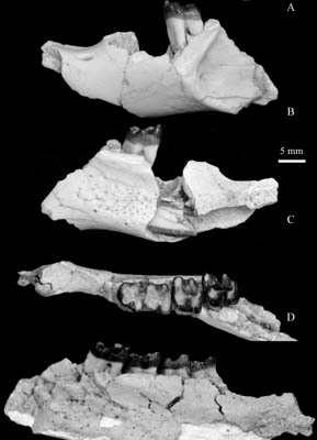 Ischyromyid Rodents Found from the Eocene of Erlian Basin in Nei Mongol
