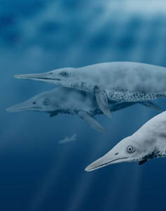 Exploring Sexual Dimorphism in Large-sized Long-snout Ichthyosaurs