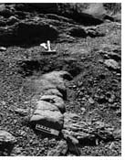 Tracing Large Tetrapod Burrows From the Permian of Nei Mongol, China