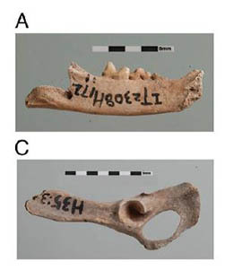 Cat Domestication Traced to Chinese Farmers 5,300 Years Ago