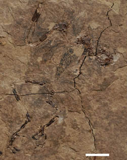 First Enantiornithine Bird Found From the Upper Cretaceous of Southern China