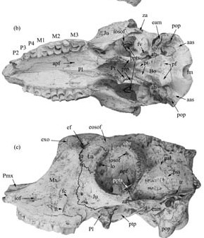 Bizarre Bovid Species Found from the Late Miocene of Linxia Basin, China