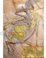 New Specimens of Yanornis Indicate a Digestive System of Living Birds