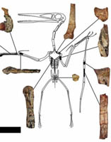 Oldest Pterodactyloid Species Discovered in Northwest China