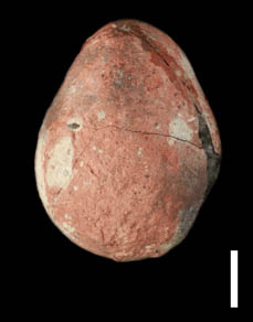 New Dinosaur Egg with Avian Egg Shape Discovered from the Upper Cretaceous of Zhejiang Province, China