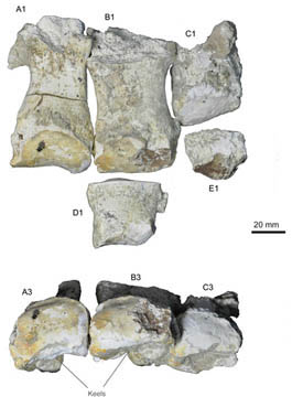 New Material from the Miocene of Ningxia (Western China) Reveals Life History of Platybelodon