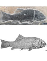 Oldest Ionoscopiform Fish Found from the Middle Triassic of South China