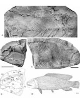Re-examination of Fukangichthys Provides New Insights into the Evolution of Early Actinopteran Fishes