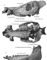 Functional Analysis Reveals Miocene Fossil Pig’s Foraging Behavior