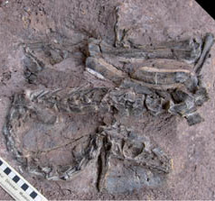 First Asian Coelophysoid Dinosaur Discovered in Lufeng, Yunnan, China
