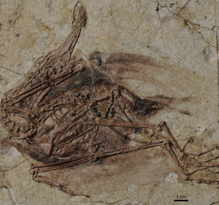 New Species of Ornithuromorph Bird Found from the Lower Cretaceous of Northeastern China