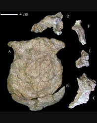 New Age of the Lantian Homo Erectus Cranium Extending to About 1.63 Million Years Ago