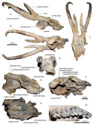 First Known Skull of the Muntjak Eostyloceros Found in China