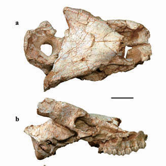 The Largest Known Muntiacine Found in China