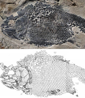 New Ionoscopiform Fish Found From the Middle Triassic of Guizhou, China