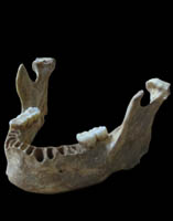 Scientists Discover an Early Modern Human with a Recent Neanderthal Ancestor