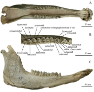 Big Cats' Predatory Strategy Reflected by a Bovid Fossil of 2 Million Years Ago From Gansu, China