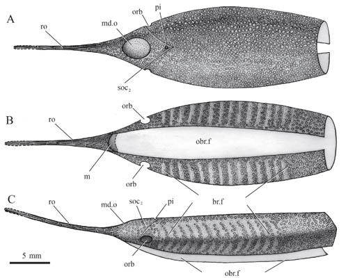 New Streamlined Galeaspid (Jawless Fish) Found From the Lower Devonian of Yunnan, China