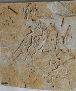 New Enantiornithine Bird Reveals the Refinement for Cranial Kinesis Occurring Early in Avian Evolution