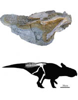 New Leptoceratopsid Found from the Upper Cretaceous of Shandong Province, China