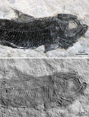 Neopterygian Fish with Secondary Sexual Characteristics Found from the Middle Triassic of China