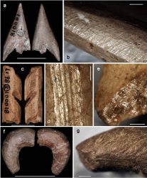 Paleolithic Bone Tools Found from South China