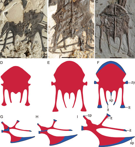Histological Analysis Reveals Ontogenetic Variation in Early Birds