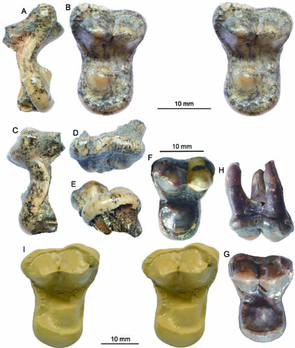 New Amphicyonid Material Found from the Early Miocene of Central Nei Mongol