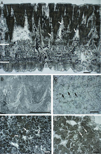 New Type of Dinosaur Eggs Found from Early Cretaceous of Gansu Province, China
